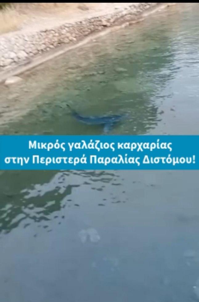 Ψάρι 2